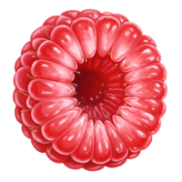 A close up view of a vibrant red raspberry with a transparent surrounding area in the image frame transparent background png