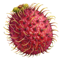 A close up of a rambutan fruit showing its vibrant red skin and numerous spiky projections all around it transparent background png