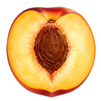 Watercolor illustration of a peach cut in half with a visible pit on a plain background transparent background png