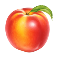 A single peach with a leaf attached to the stem on a plain background in a studio shot view transparent background png