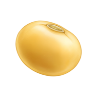 Close up view of a single yellow colored soybean displayed against a plain surrounding area transparent background png
