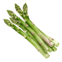 A group of several stalks of green asparagus spears bundled together on a plain background plain background transparent background png