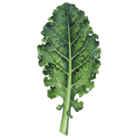 A single green leaf with holes and visible veins isolated against a plain background in a studio shot transparent background png