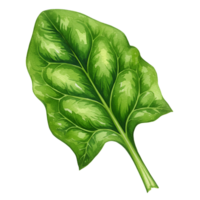 A single spinach leaf with visible veins and a stem on a plain backdrop in a close up view image transparent background png