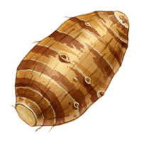 Illustration of a taro root vegetable with stripes and small rootlets on a plain background transparent background png