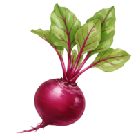 Illustration of a vibrant beet with green leaves and red veins against a plain backdrop image view transparent background png