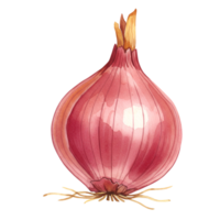 Watercolor painting of a red onion with roots and stem on a plain isolated canvas image design art transparent background png
