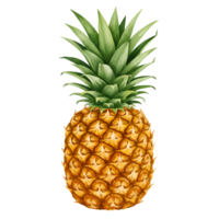 Isolated pineapple with green leaves standing upright on a plain colored simple background art style image transparent background png