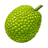 A single breadfruit with a stem on a plain backdrop in a studio setting with bright lighting and shadows transparent background png