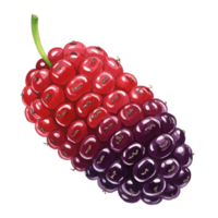 Close up of a ripe mulberry fruit showing its red and purple color with a green stem on a plain background transparent background png