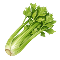 Isolated image showcasing a bunch of fresh celery with vibrant green stalks and leaves on plain backdrop transparent background png