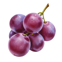 A cluster of ripe red grapes hanging from a stem isolated against a plain setting artwork style transparent background png