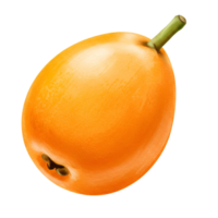 A single loquat fruit with a stem attached, presented against a plain and simple background scene view transparent background png