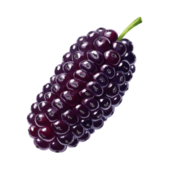 un soltero mora Fruta con un verde vástago en un llanura antecedentes mostrando sus único textura y color transparente antecedentes png