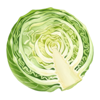 A watercolor illustration of a halved cabbage showing the layers and inner core of the vegetable transparent background png