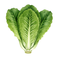 A vibrant illustration of romaine lettuce with fresh green leaves on a plain setting view from above transparent background png