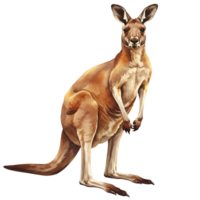 Illustration of a kangaroo standing upright with a neutral expression on a plain isolation transparent background png