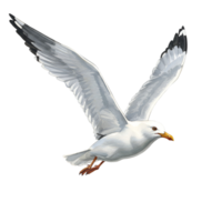 A digital illustration of a seagull flying with its wings spread on a plain background image art transparent background png