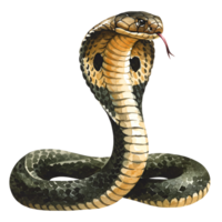 Illustration of a cobra with its hood expanded and tongue sticking out on a plain background transparent background png