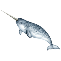 Illustration of a narwhal with a tusk swimming on a plain color background, facing to the right transparent background png