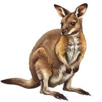 Illustration of a kangaroo sitting upright with a transparent background and detailed fur texture transparent background png