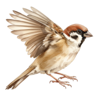 Watercolor illustration of a sparrow with its wings spread on a transparent background image transparent background png
