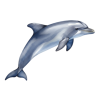 Illustration of a dolphin leaping gracefully with a smooth and sleek appearance in a vibrant scene transparent background png