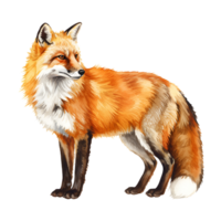 Watercolor illustration of a red fox standing with a transparent background and side profile view transparent background png