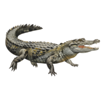 Illustration of a reptile with open mouth and visible teeth on a plain isolated setting transparent background png