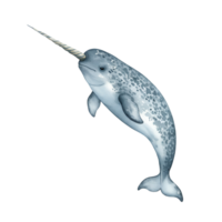 Watercolor illustration of a narwhal with a tusk on a plain color, facing left and slightly upward transparent background png