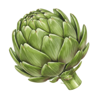 Isolated close up of a fresh artichoke with many overlapping petals on a solid plain backdrop transparent background png