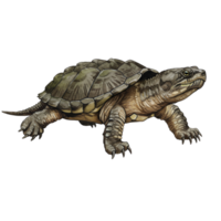 Illustration of a turtle with a textured shell and scaly legs on a transparent area transparent background png