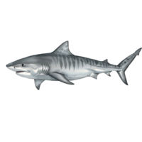Illustration of a tiger shark with gray stripes on its body in a side view on a plain setting transparent background png