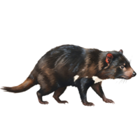 A tasmanian devil with mottled fur and white markings walks across a plain surface in profile view transparent background png