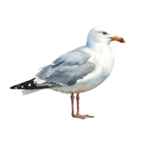 A single seagull with white and gray feathers standing against a plain isolated surrounding view image transparent background png