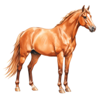 Illustration of a light brown horse standing with a flowing mane and tail on a plain backdrop transparent background png