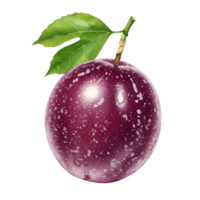 A single passion fruit with two leaves attached on a plain isolated background in a close up studio shot transparent background png