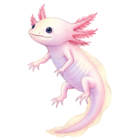 Illustration of a light pink axolotl with feathery gills on a plain colored simple background transparent background png