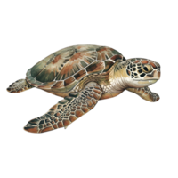 ilustração do uma mar tartaruga com estampado Concha e nadadeiras em uma avião fundo isolado transparente fundo png