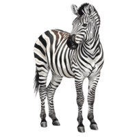 A full body view of a zebra with stripes standing on a solid plain color background image style transparent background png