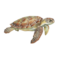 Illustration of a sea turtle swimming with a patterned shell and flippers against a plain backdrop transparent background png