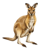 Illustration of a kangaroo standing upright on a transparent background looking forward calmly transparent background png