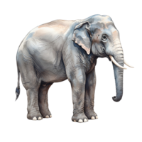Watercolor illustration of a large elephant standing on an isolated plain canvas texture design transparent background png