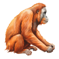 Illustration of a reddish orange orangutan sitting with its hands together on a plain background transparent background png