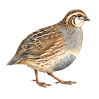 Watercolor illustration of a quail with brown and gray feathers standing in a simple pose transparent background png