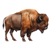 Illustration of a bison with brown fur and horns standing on a solid color background transparent background png