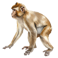 Illustration of a light brown monkey in a crawling position on a plain transparent area around it transparent background png