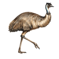 Illustration of an emu with brown feathers walking to the right on a plain isolation layer art transparent background png