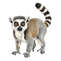 Illustration of a ring tailed lemur with a striped tail looking at the viewer on a plain setting transparent background png