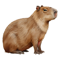 Illustration of a capybara sitting with a transparent surrounding looking to the right side view image transparent background png